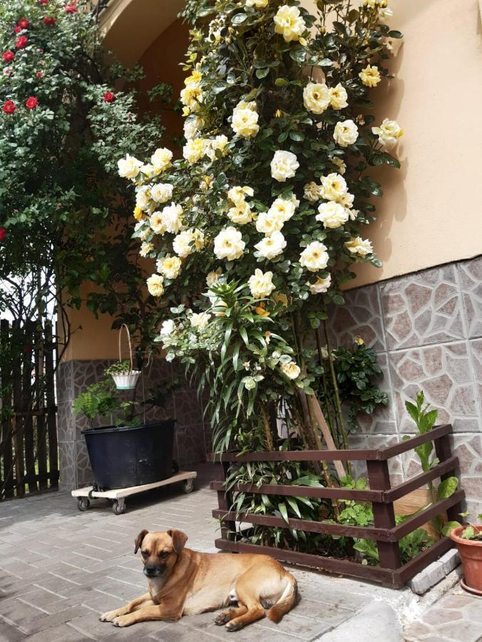 Pensiunea Cristiana Curtea De Arges Exterior photo